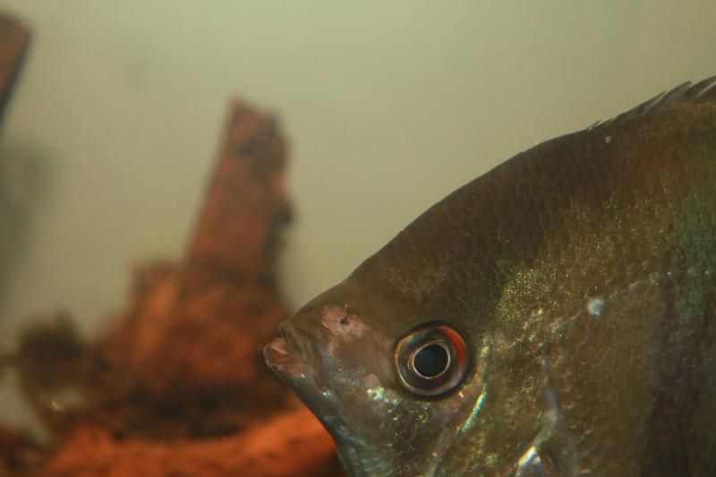 Angel fish disease. Is it hole in the head?