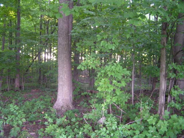 5-20x50ss004-1.jpg