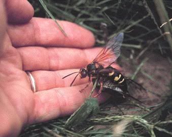 The Cicada Killer