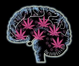Marijuana on the Brain