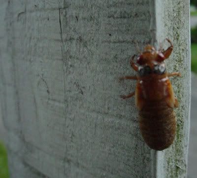 Cicada emerging, crawling