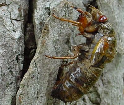 Cicadas emerging from the ground