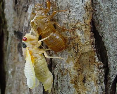 Cicada coming out of the shell