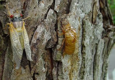 Cicada new, maturing