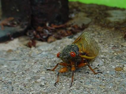 Cincinnati Cicadas