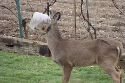 Bucket Head Deer