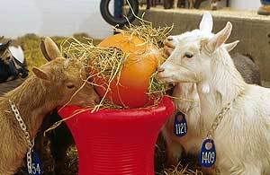 Goats Eating Hay From Balls With Holes, a Not-so-Still Life
