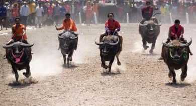 Chonburi, Thailand Bull Jockeys