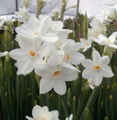 Paperwhites smell like cat pee