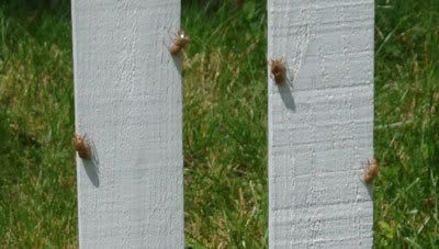 Cicadas in Cincinnati