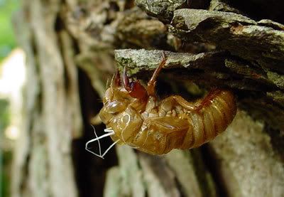 Cincinnati cicada husk