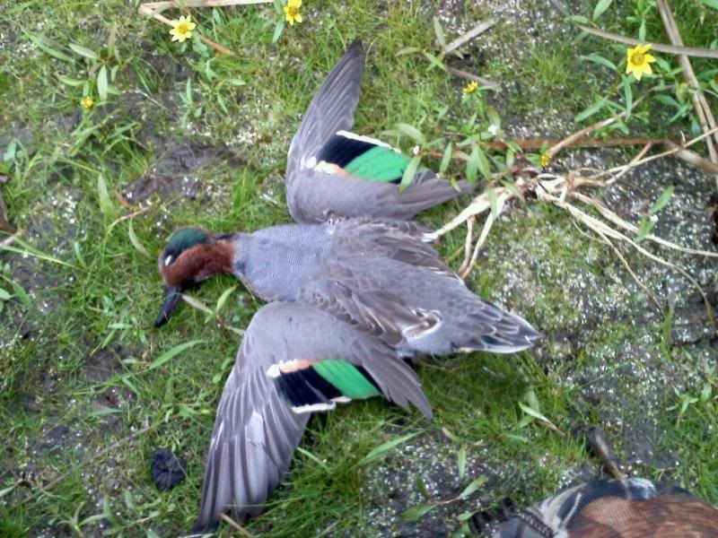 10Greenwing.jpg