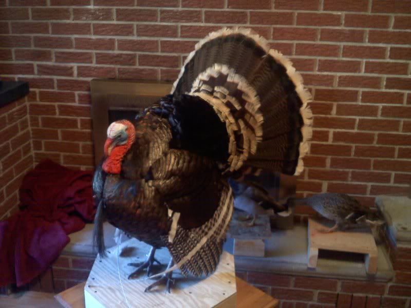 1stTurkey2.jpg
