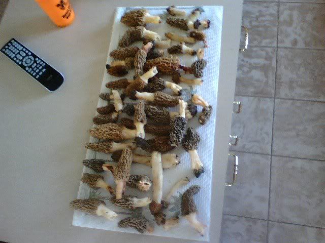 Morels.jpg