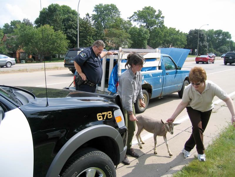 What is the strangest thing you have done w/ your goat? - Goats