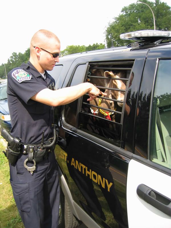 Caption this photo? - Goats