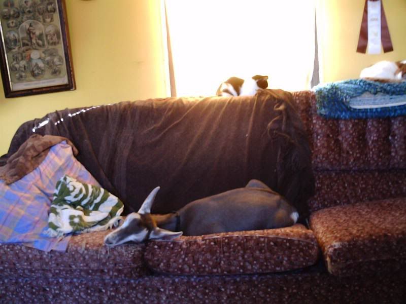 goats in side - Goats