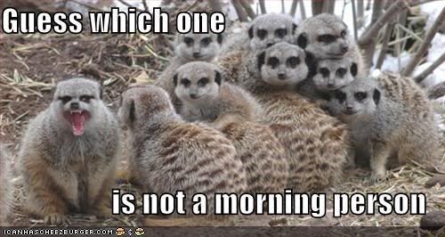 funny-pictures-morning-person-lemur.jpg