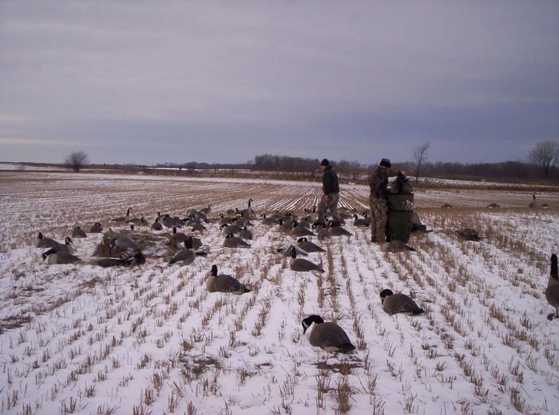 Late season spreads Duck Hunting Forum