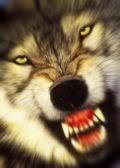 Growling Wolf Pictures, Images and Photos