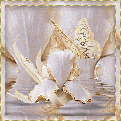butterfly.gif butterfly image by charle44