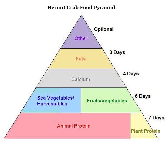 When the pyramid level is broken in half, you can choose either food group.