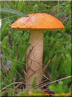 aspen-mushroom.jpg