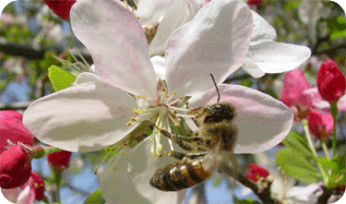 honeybee2.gif