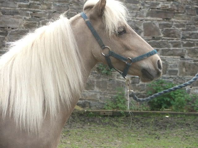 IMAGE(http://i84.photobucket.com/albums/k7/moody_mare_2006/Eileen175.jpg)
