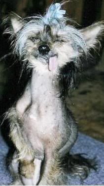 Ugly Dog Pictures, Images and Photos