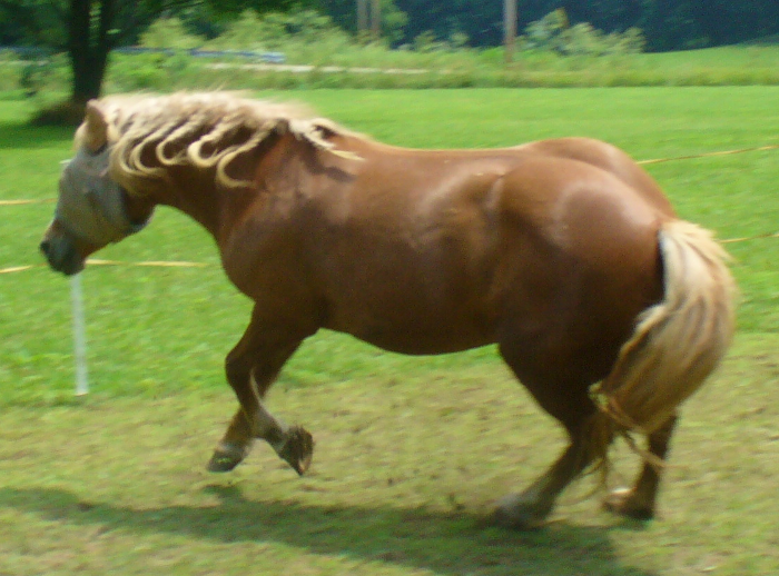 IMAGE(http://i84.photobucket.com/albums/k8/Ponybeads/P1100432.png)
