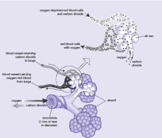 Bronchioles Diagram