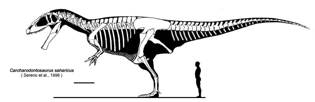 Carcharodontosaurus siuze