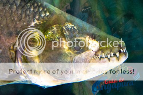 River Safari - Tigerfish