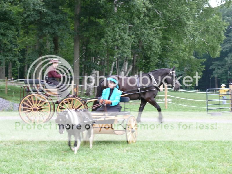 Pleasure Driving Show - Dressage, cones, Reinsmanship | Miniature Horse ...