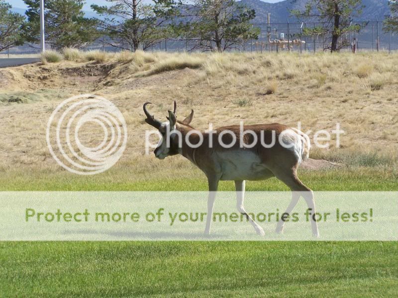 Pine Valley Antelope - Utah Wildlife Network