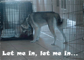 Let me in photo: let me in dog let-me-in.gif