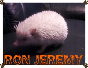 [PokeCommunity.com] adriana the hedgehog