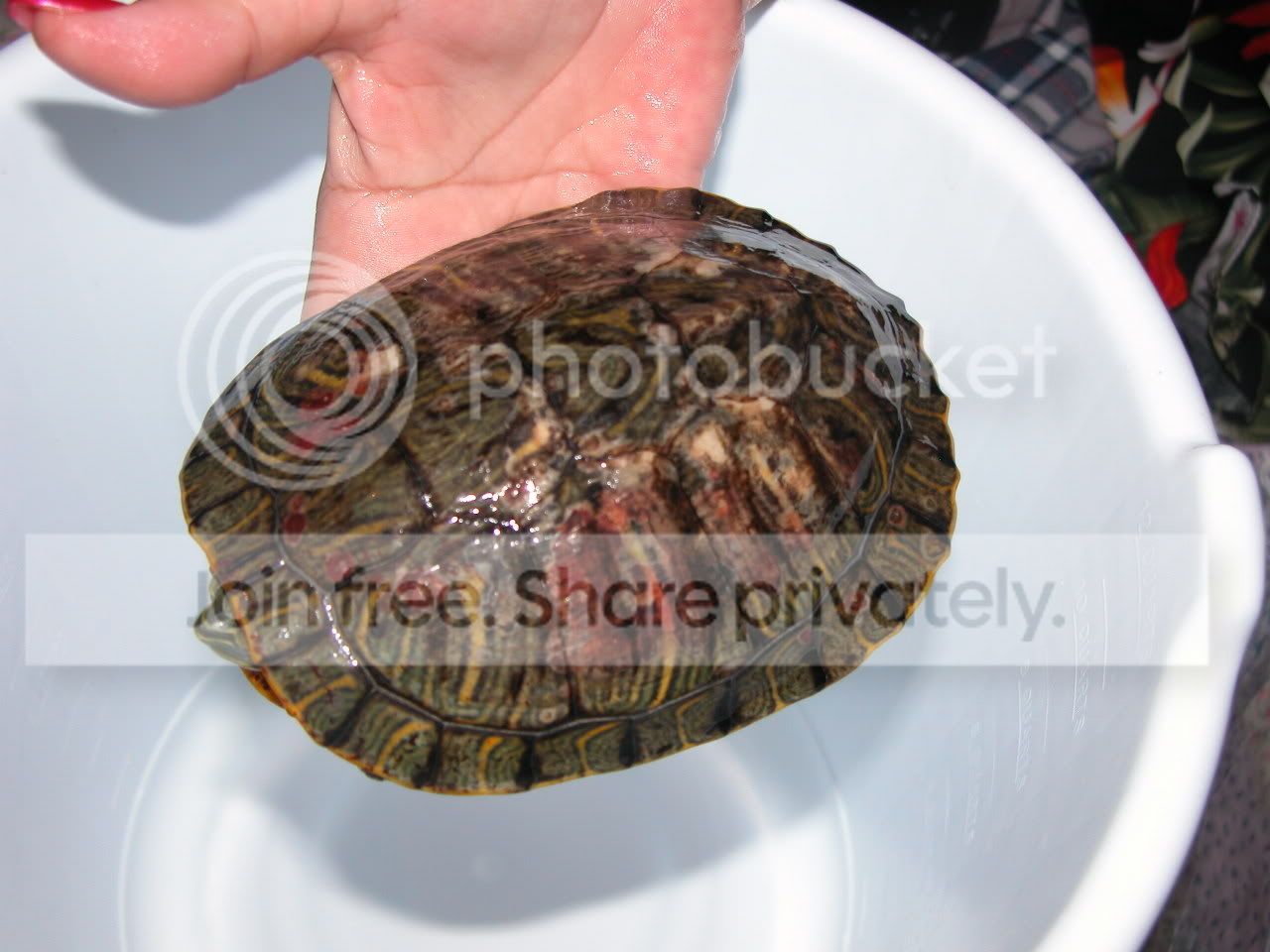 Redearslider.com :: View topic - Red stuff on back of shell with pictures