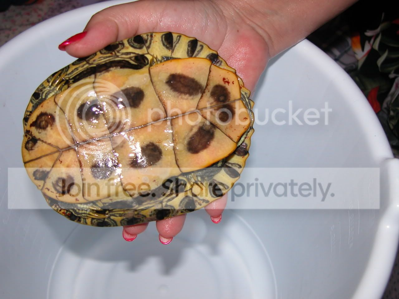 Redearslider.com :: View topic - Red stuff on back of shell with pictures