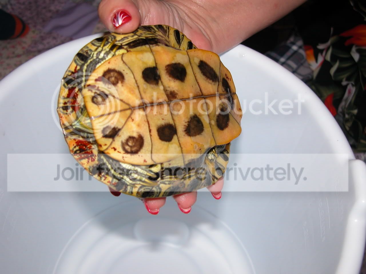 Redearslider.com :: View topic - Red stuff on back of shell with pictures